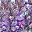 White Purple