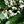 Green White