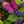 Purple Pink Green