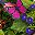 Purple Pink Green