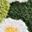 Green Daisy