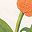 Orange White