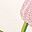 Pink White