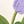 Purple White