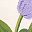 Purple White