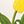 Yellow White