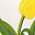 Yellow White
