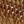 Light Walnut