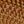 Warm Wood Tone