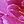 Rose Purple