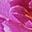 Rose Purple