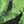 Oogie Boogie Green