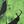 Oogie Boogie Green