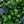 Green Blue