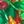 Green Tree Batt