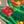 Greenchristmastree Usb
