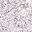 Silver Snowflake
