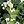 Green White