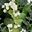 Green White