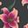Pink Lily Black