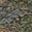 Dark Green Brown
