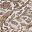 Khaki Beige