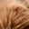 Marble Caramel Brown
