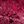Dark Magenta