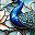 Blue Peacock