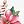 Red Flower Pattern