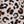 White Leopard Floral