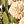 Beige Ivory