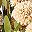 Beige Ivory