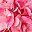 Bright Pink