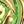 Green Gold