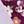 Minnie Retro Plum