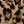 Leopard Brown