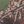 Brown Camo