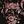 Black Plum