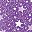 Plum Burst Stars