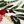 Holiday Wreath