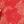 Purple Red