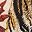 Brown Leopard