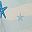 Light Blue Starfish