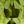 Genuine Peridot