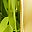 Gold Tone Peridot