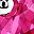 Sterling Pink Sapphire