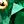 Gold Tone Lab Emerald