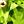 Gold Tone Peridot