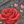 Grey Rose